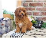 Small #5 Cavapoo (Miniature)