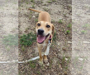 Honey - Female Labrador Retriever-Unknown Mix Dog for Adoption - Photo #8