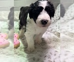 Small Photo #10 Sheepadoodle Puppy For Sale in BROOKSVILLE, FL, USA