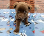 Small #1 Labrador Retriever Mix