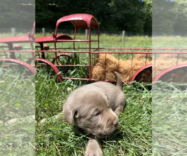 Medium Photo #8 Labrador Retriever Puppy For Sale in NEOLA, WV, USA