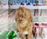 Small Photo #5 Goldendoodle Puppy For Sale in ADELANTO, CA, USA