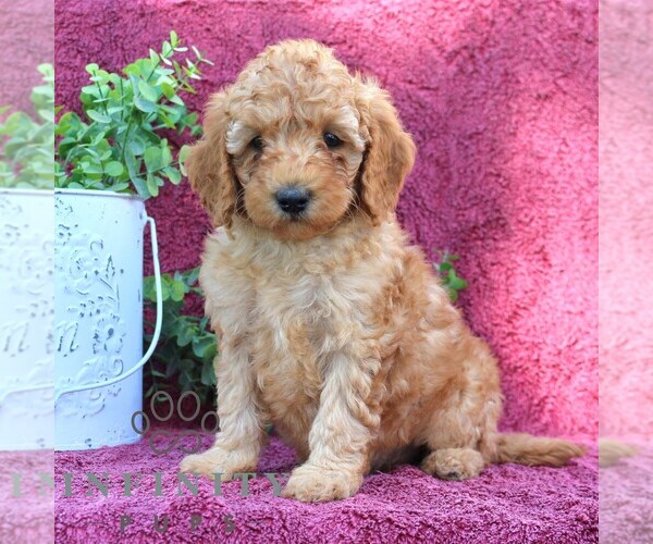 Medium Photo #3 Goldendoodle (Miniature) Puppy For Sale in EPHRATA, PA, USA