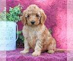 Small #2 Goldendoodle (Miniature)
