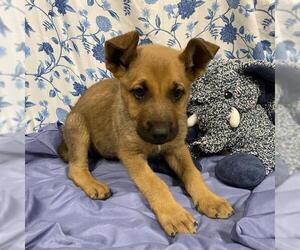 German Shepherd Dog-Unknown Mix Dogs for adoption in Modesto, CA, USA