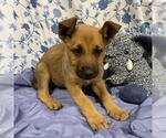 Small German Shepherd Dog Mix