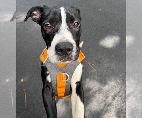 Medium Photo #3 American Staffordshire Terrier-Labrador Retriever Mix Puppy For Sale in Chester, VA, USA