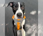 Small #2 American Staffordshire Terrier-Labrador Retriever Mix