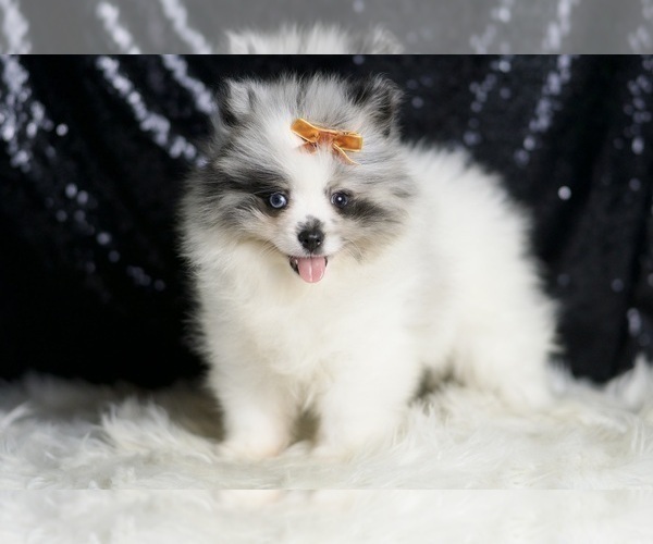 Medium Photo #3 Pomeranian Puppy For Sale in WARSAW, IN, USA