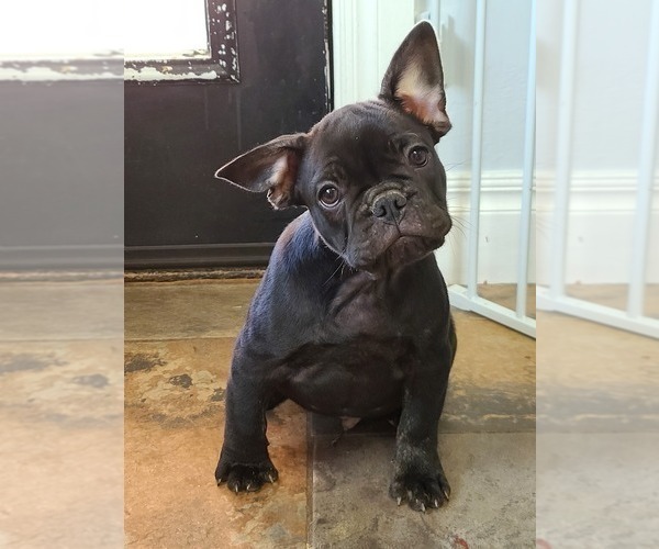Medium Photo #9 French Bulldog Puppy For Sale in EDMOND, OK, USA