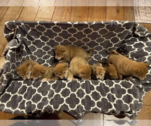Medium Photo #1 Shiba Inu Puppy For Sale in SCHUYLKILL HAVEN, PA, USA