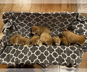 Shiba Inu Litter for sale in SCHUYLKILL HAVEN, PA, USA