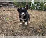 Rook - Male Aussie-Corgi Puppy for Sale - Photo #4