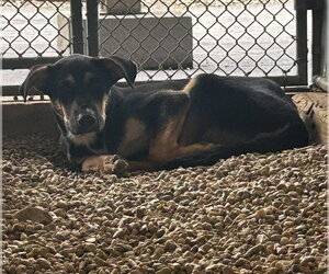 Labrador Retriever-Unknown Mix Dogs for adoption in Sterling, MA, USA