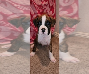 Boxer Puppy for sale in HEMET, CA, USA