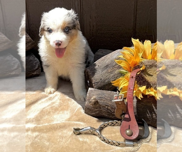 Medium Photo #20 Australian Shepherd Puppy For Sale in EUSTIS, FL, USA