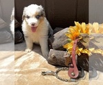 Puppy Opal Australian Shepherd