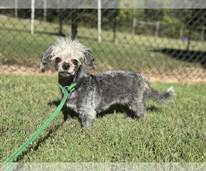Lil Dolly Sep 26 - Female Mutt Dog for Adoption