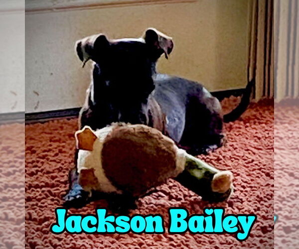 Medium Photo #10 Chiweenie Puppy For Sale in San Antonio, TX, USA