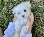 Small Photo #4 Mal-Shi Puppy For Sale in VALRICO, FL, USA