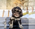 Small Photo #2 Cavapoo (Miniature)-Saint Berdoodle Mix Puppy For Sale in MILLVILLE, MN, USA