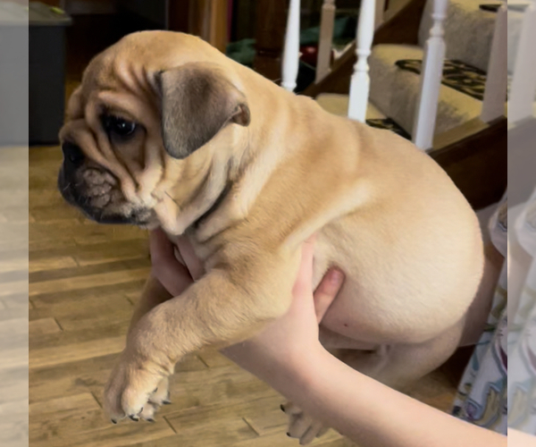 Medium Photo #2 English Bulldog Puppy For Sale in SPRING, TX, USA