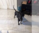 Small #4 Labrador Retriever Mix