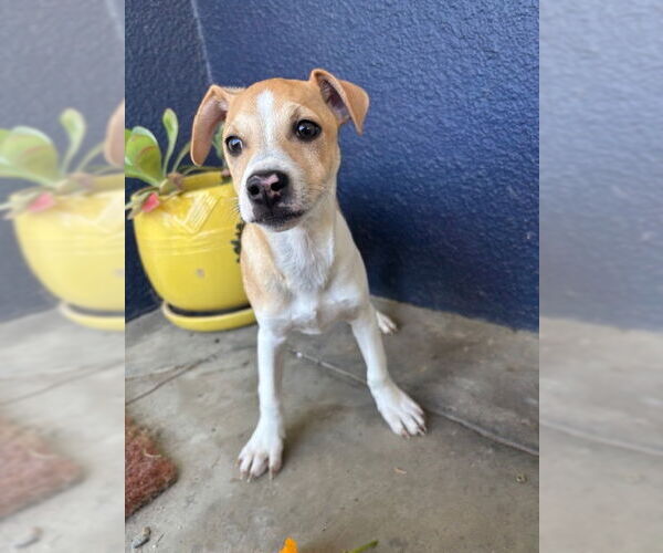 Medium Photo #2 Chihuahua-Unknown Mix Puppy For Sale in Visalia, CA, USA