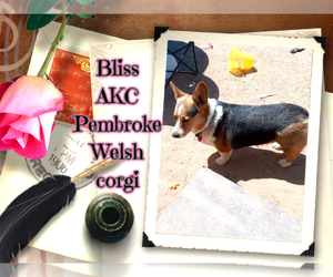 Mother of the Pembroke Welsh Corgi puppies born on 07/23/2022