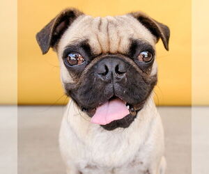 Pug Dogs for adoption in Pasadena, CA, USA