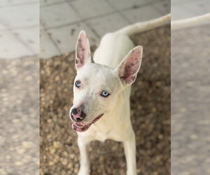SUGAR  LOWER FEE! - Female Mutt Dog for Adoption - Photo #5
