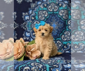 Maltipoo Puppy for sale in ATGLEN, PA, USA