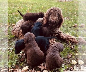 Labradoodle Puppy for sale in CLINTON, MO, USA