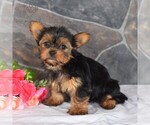 Small Photo #2 Yorkshire Terrier Puppy For Sale in MILL HALL, PA, USA