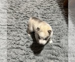 Small Photo #5 Siberian Husky Puppy For Sale in ARLINGTON, VT, USA