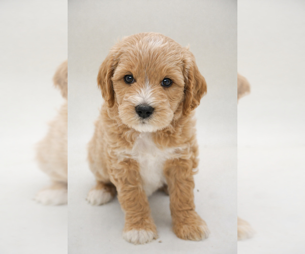 Medium Photo #3 Goldendoodle (Miniature) Puppy For Sale in EASLEY, SC, USA