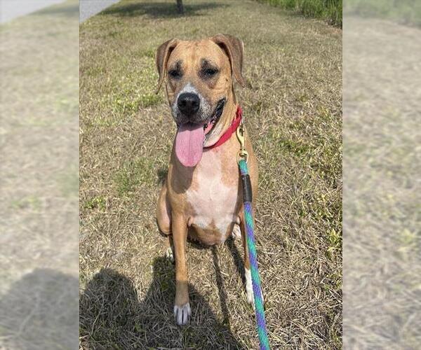 Medium Photo #2 Mutt Puppy For Sale in Palmetto, FL, USA