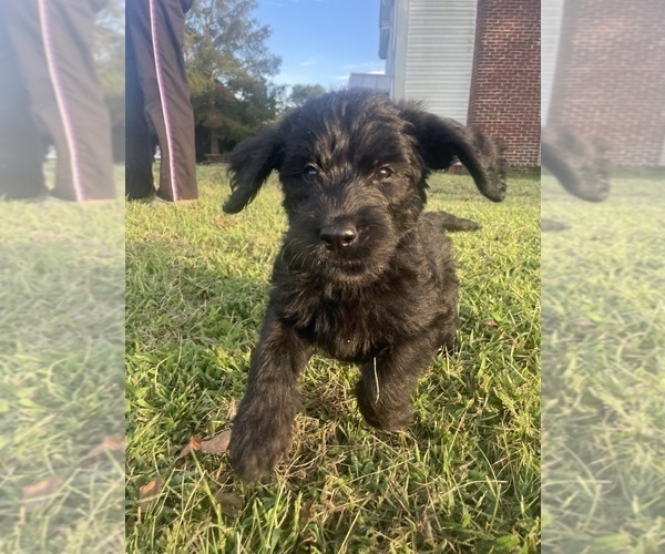 Medium Photo #39 Labradoodle Puppy For Sale in WAVERLY, VA, USA
