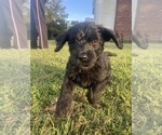 Small #38 Labradoodle