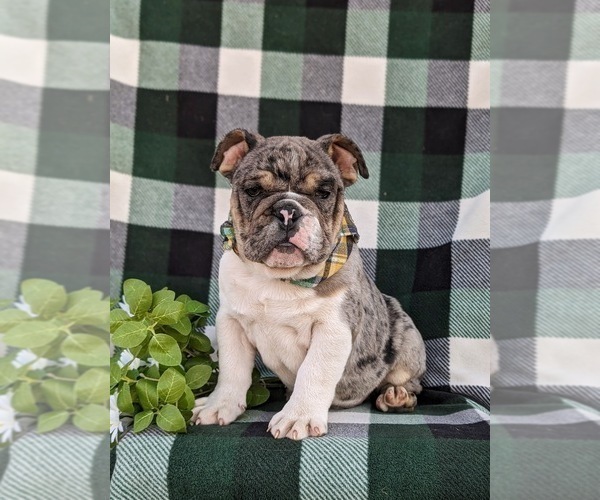 Medium Photo #6 English Bulldog Puppy For Sale in COCHRANVILLE, PA, USA