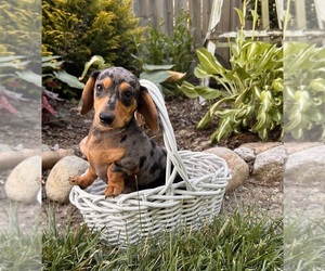 Dachshund Puppy for sale in MIDDLEBURY, IN, USA