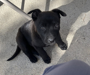 German Shepherd Dog-Unknown Mix Puppy for sale in TEMECULA, CA, USA