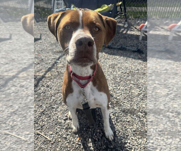 Medium Photo #10 Boxador Puppy For Sale in Elmsford, NY, USA