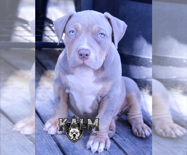 Medium Photo #1 American Bully Puppy For Sale in TENAHA, TX, USA