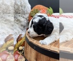 Small Photo #10 Goldendoodle mix (+ Poodle Miniature) Puppy For Sale in HAYDEN, AL, USA
