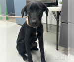 Small #1 Labrador Retriever Mix