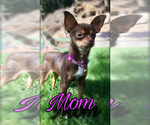Mother of the Chihuahua puppies born on 06/02/2025