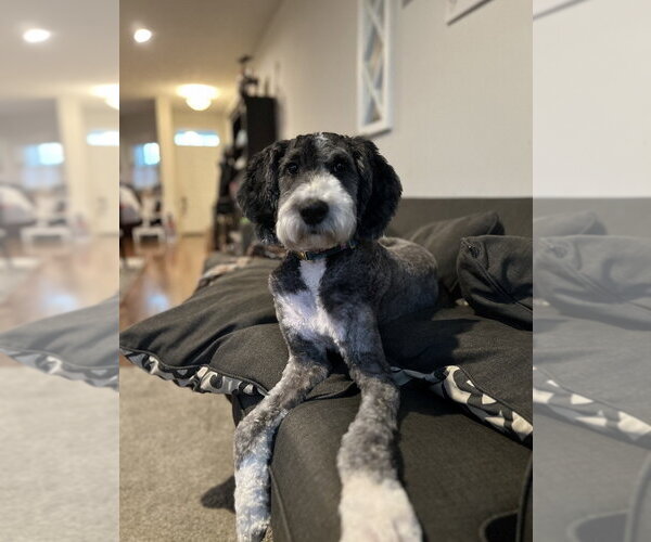 Medium Photo #4 Bernedoodle Puppy For Sale in Strongsville, OH, USA