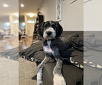 Small #3 Bernedoodle