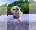 Small Photo #7 Australian Shepherd Puppy For Sale in MERIDIANVILLE, AL, USA
